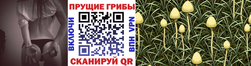 Галлюциногенные грибы MAGIC MUSHROOMS  мега как войти  Северобайкальск  дарнет шоп 